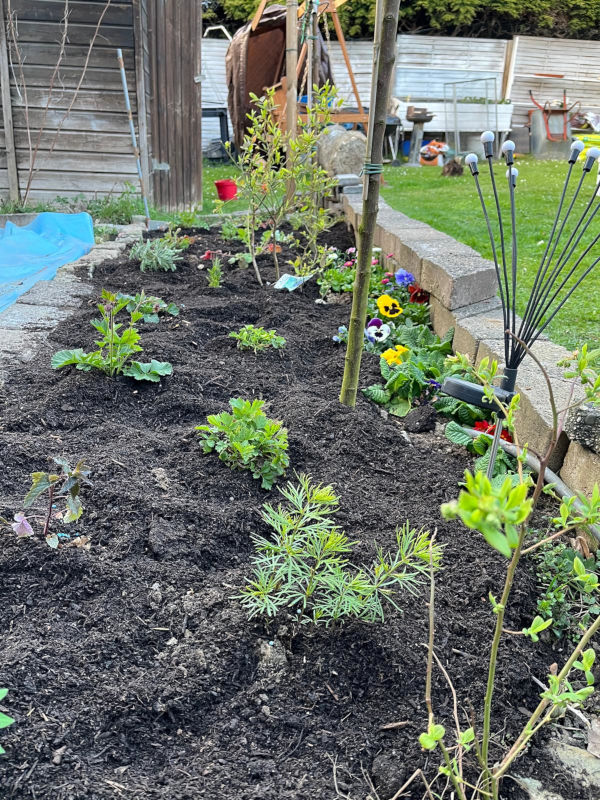Erstes Staudenbeet